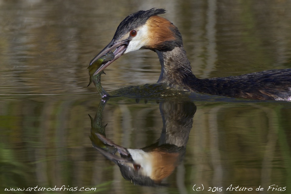 Crested Grebe Fishing