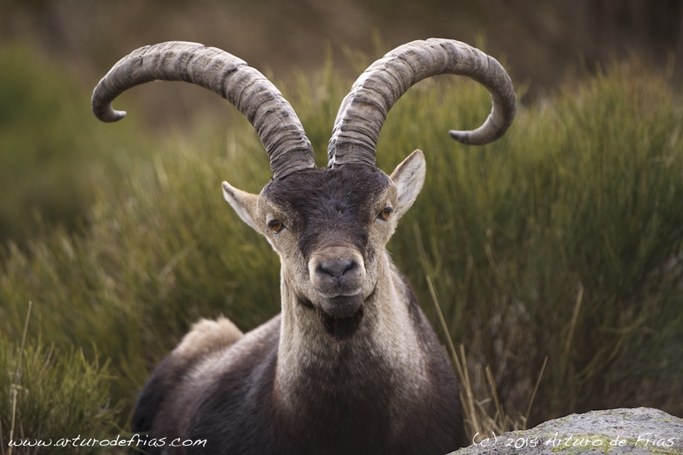 Ibex Male Closeup
