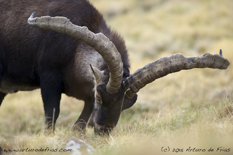 Big Horns