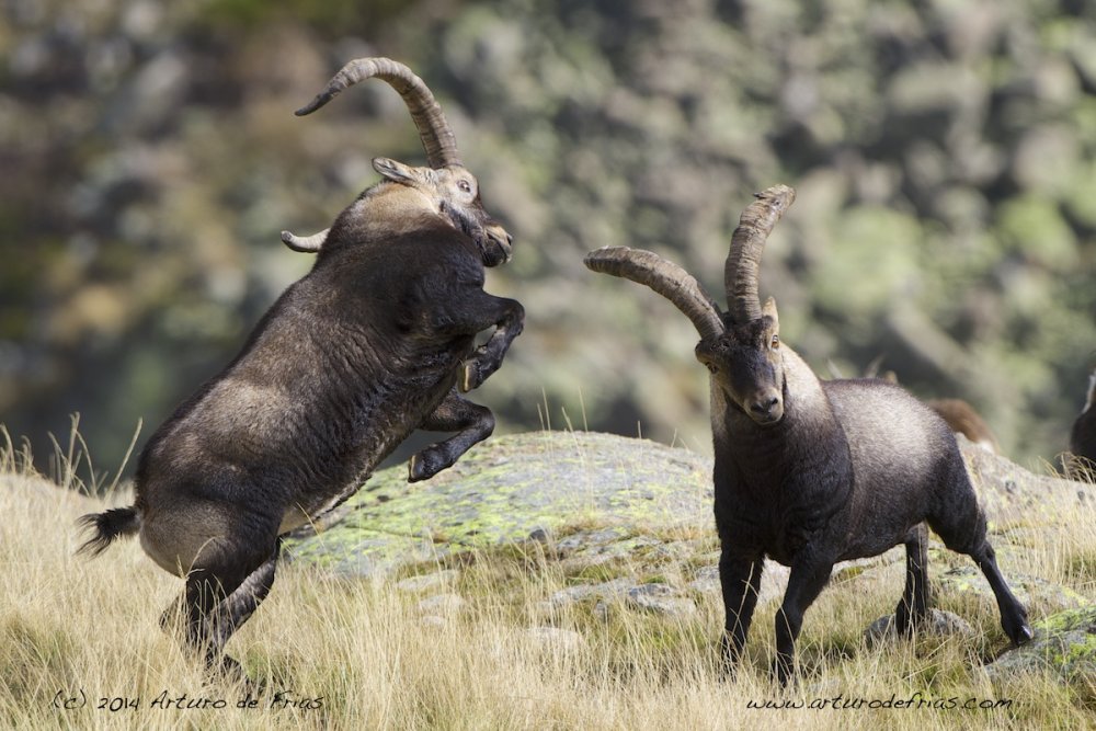 Ibex males fighting