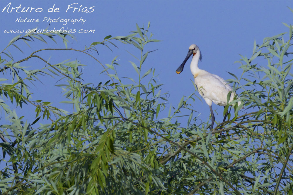 Eurasian Spoonbill