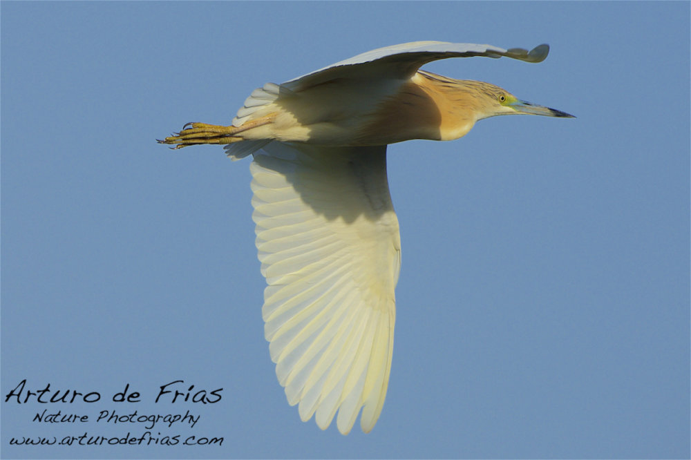 Squacco heron