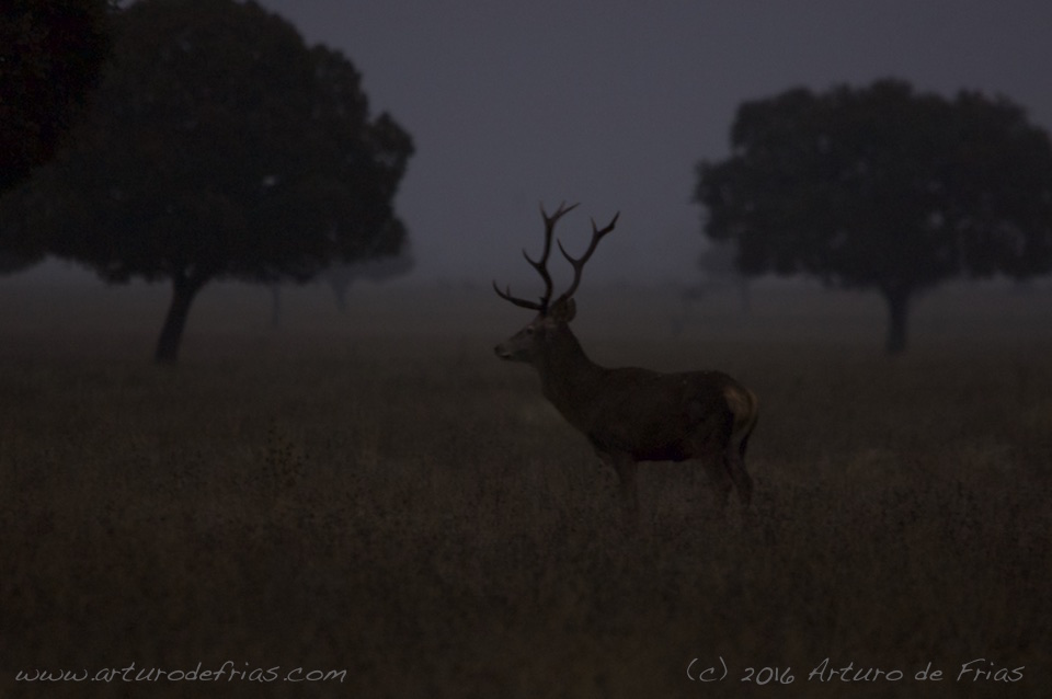 Stag in the mist