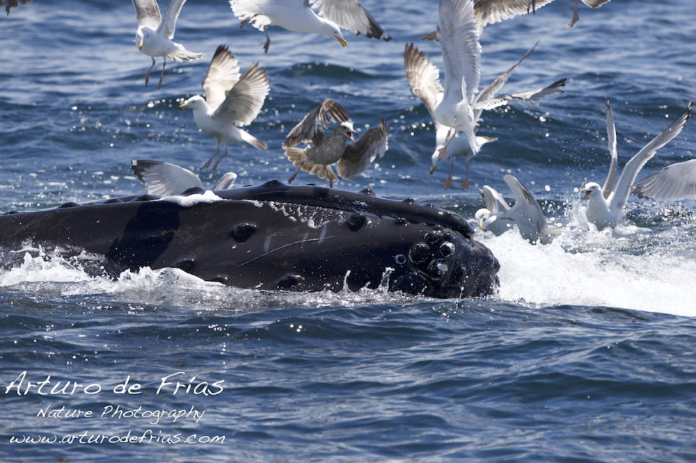 Humpback Feeding Close