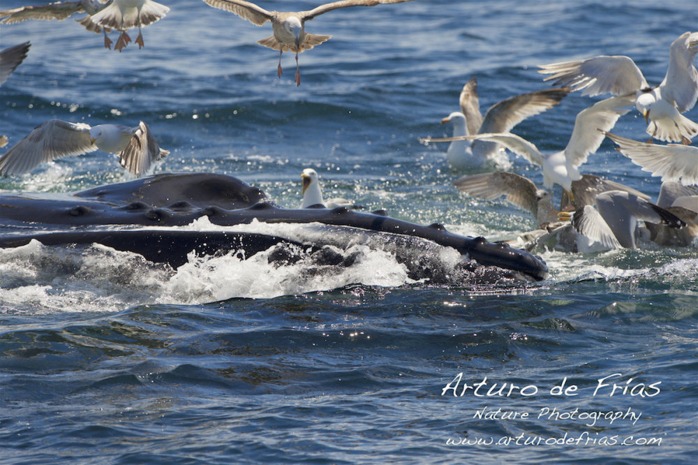 Humpback Feeding Close 2