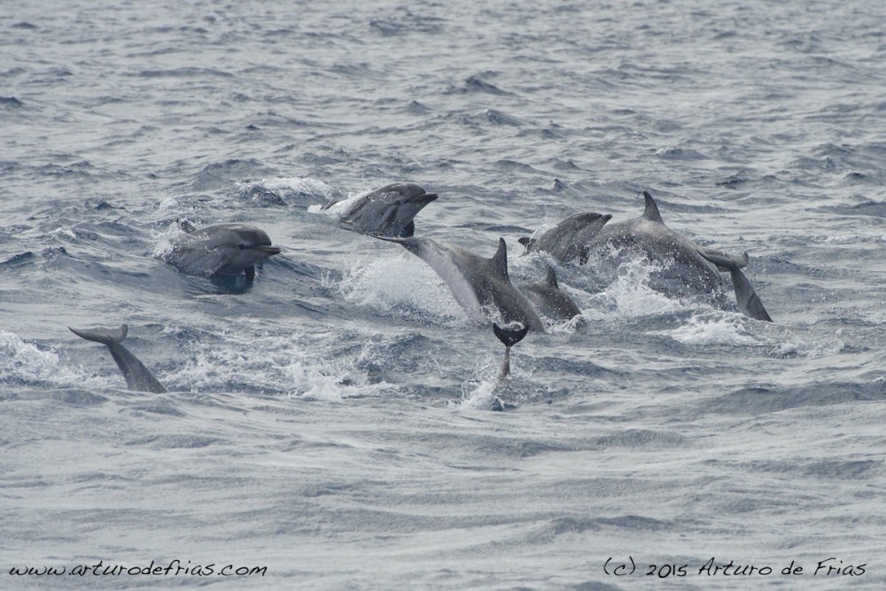 Striped Dolphins at top speed