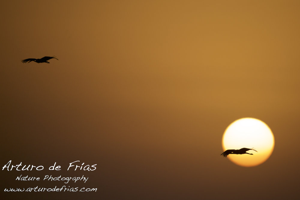 White Storks at Sunrise