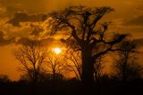 Sunset with Baobab, Zambia