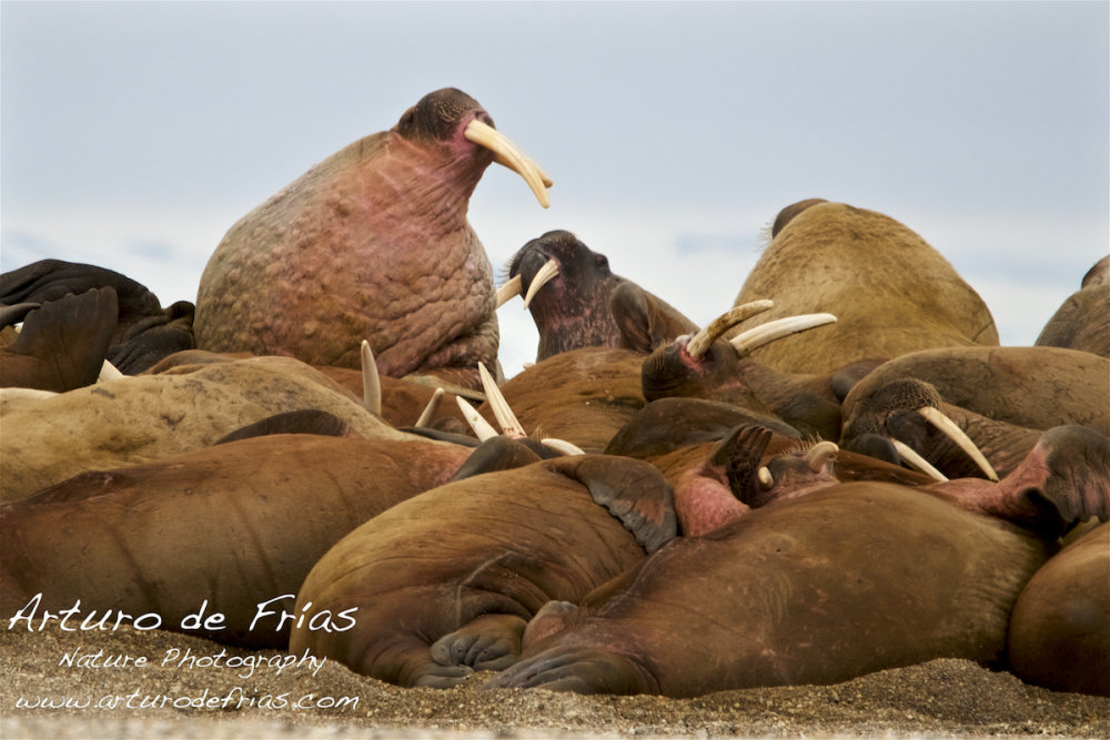 Walrus
