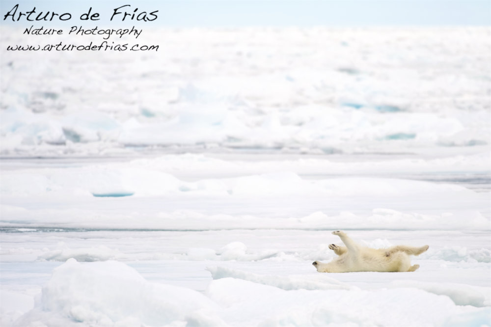 Polar Bear enjoying life