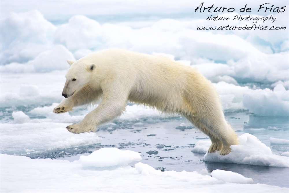 Polar Bear
