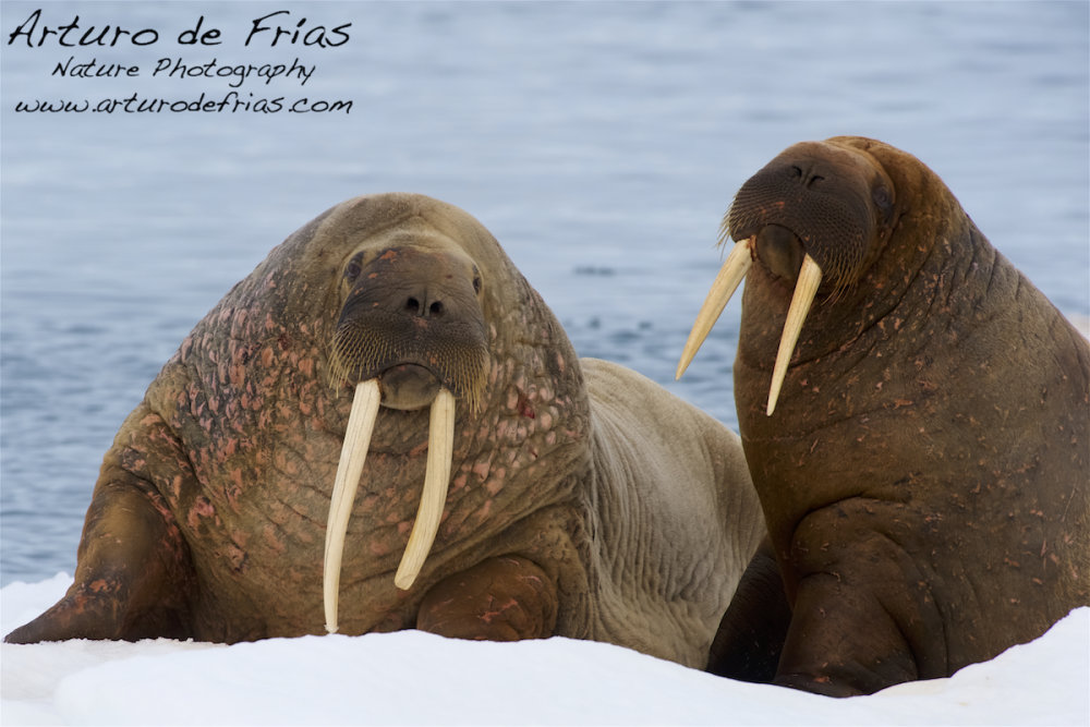 Walruses resting