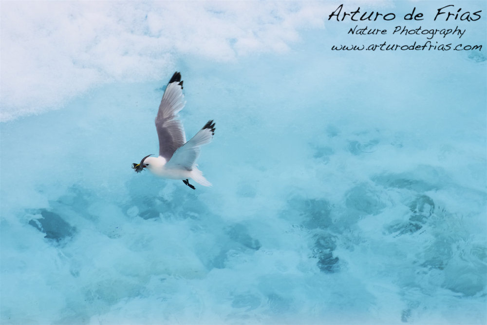 Kittiwake catching Arctic Cod
