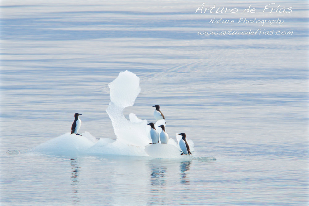 False penguins