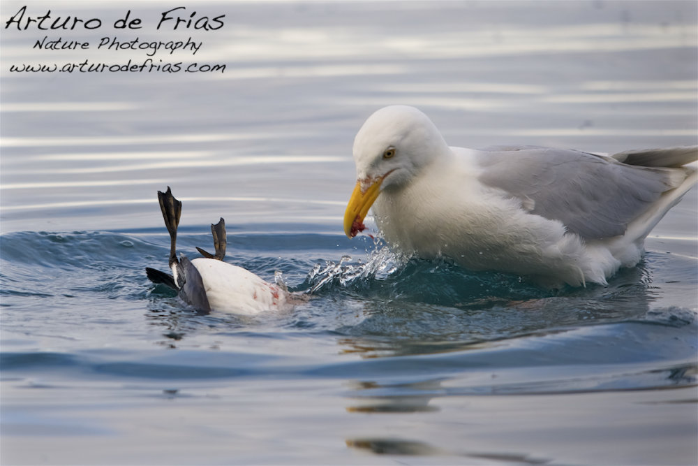 Kittiwake feeding on Guillemot