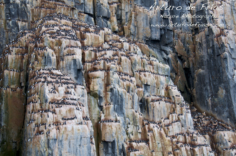 Guillemot colony