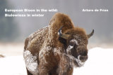 BIALOWIEZA IN WINTER