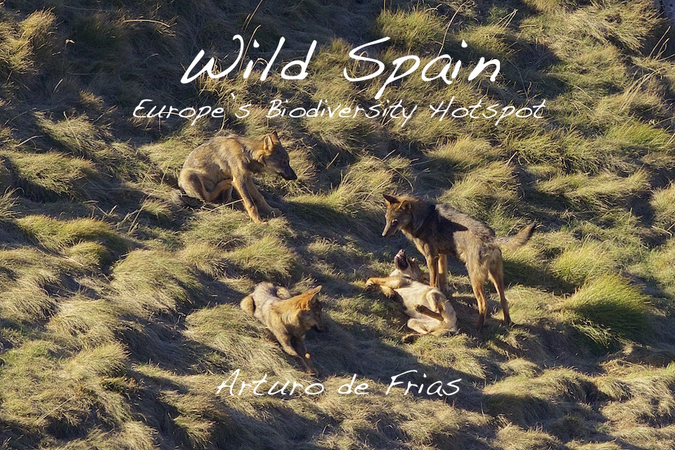 Book Cover - Spain