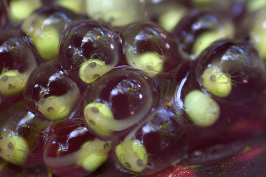Tree Frog Tadpoles