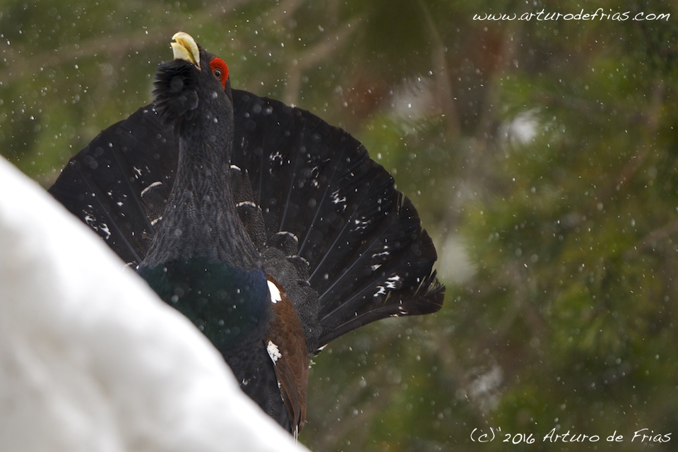 Capercaillie courtship song 2