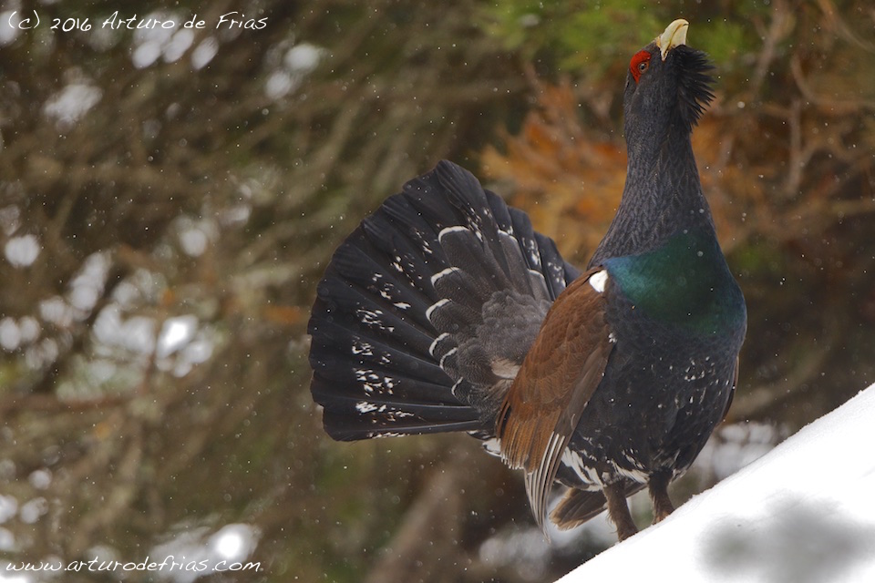 Capercaillie courtship song