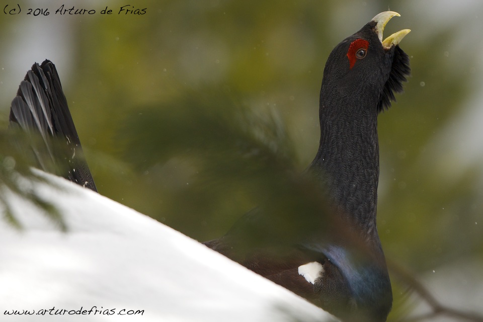 Capercaillie closeup