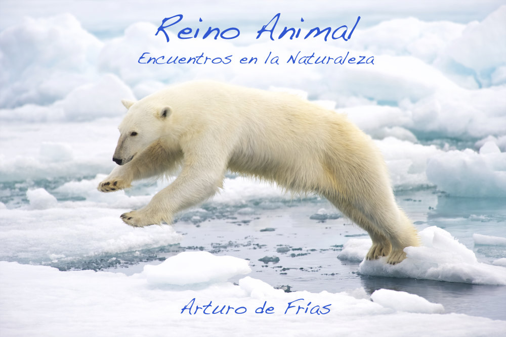 Portada Reino Animal