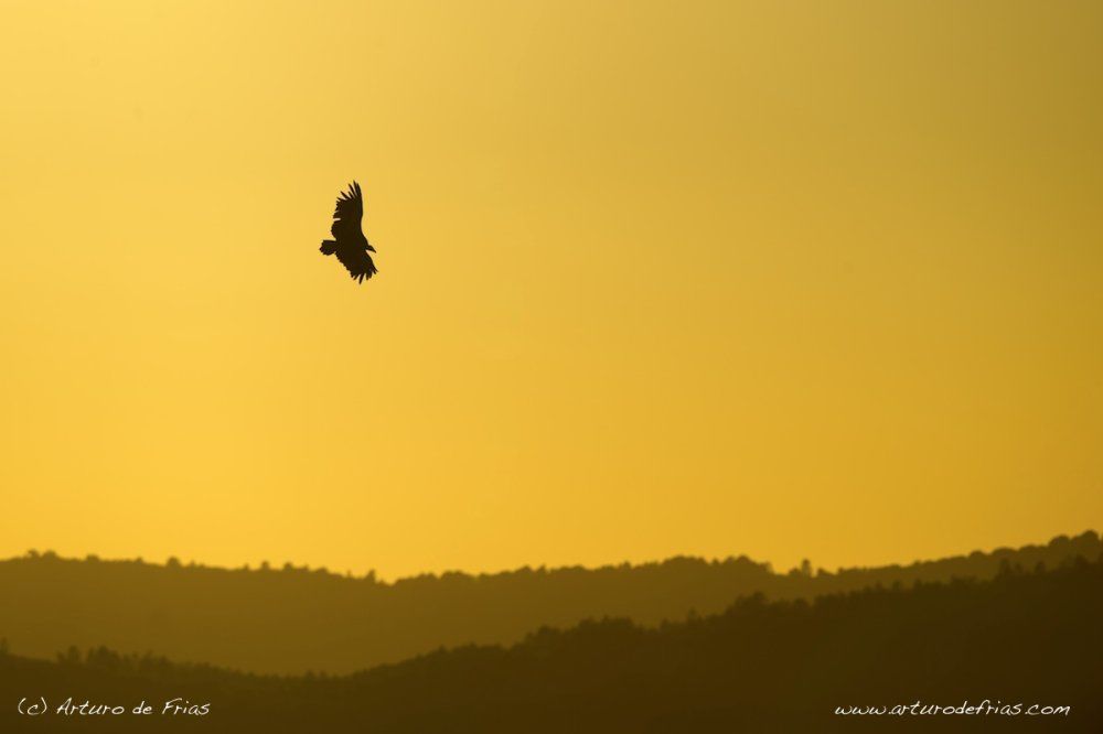 Vulture in Summer