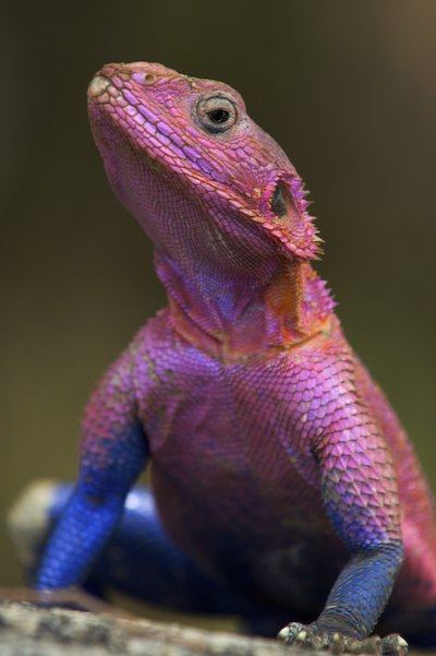 Agama Lizard