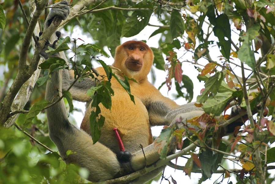 Happy Male
