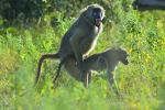 Baboon Sex