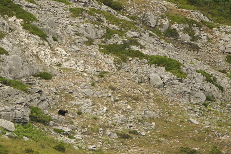 Brown Bear in the mountain