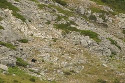Brown Bear in the mountain