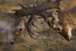 Fallow Deer fight