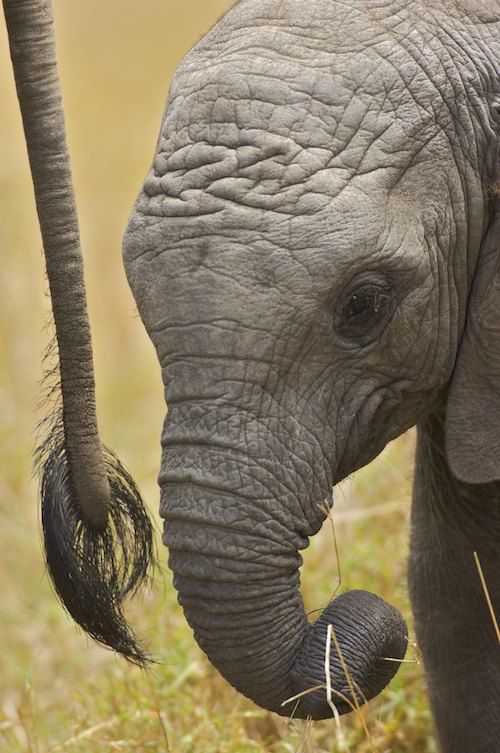 Baby Elephant