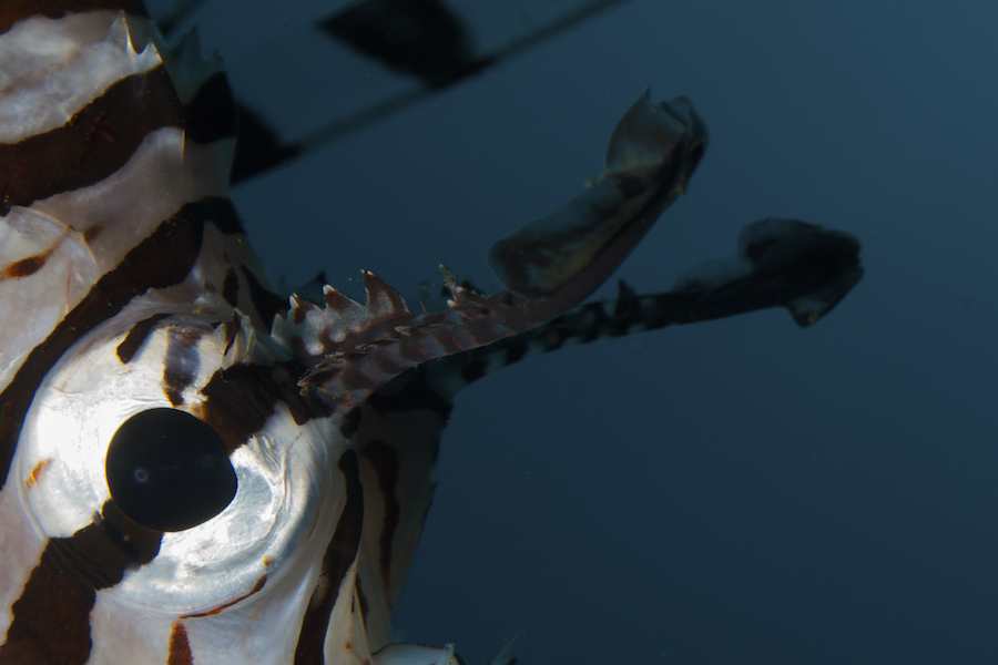 Common Lionfish / Devil Firefish