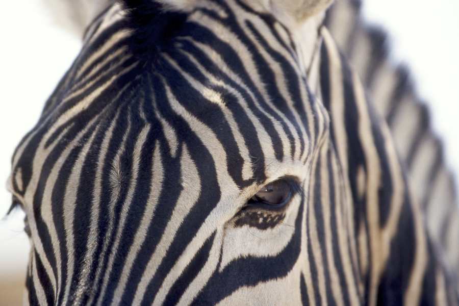Plains Zebra