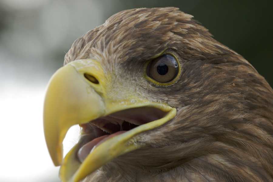 White-tailed Eagle