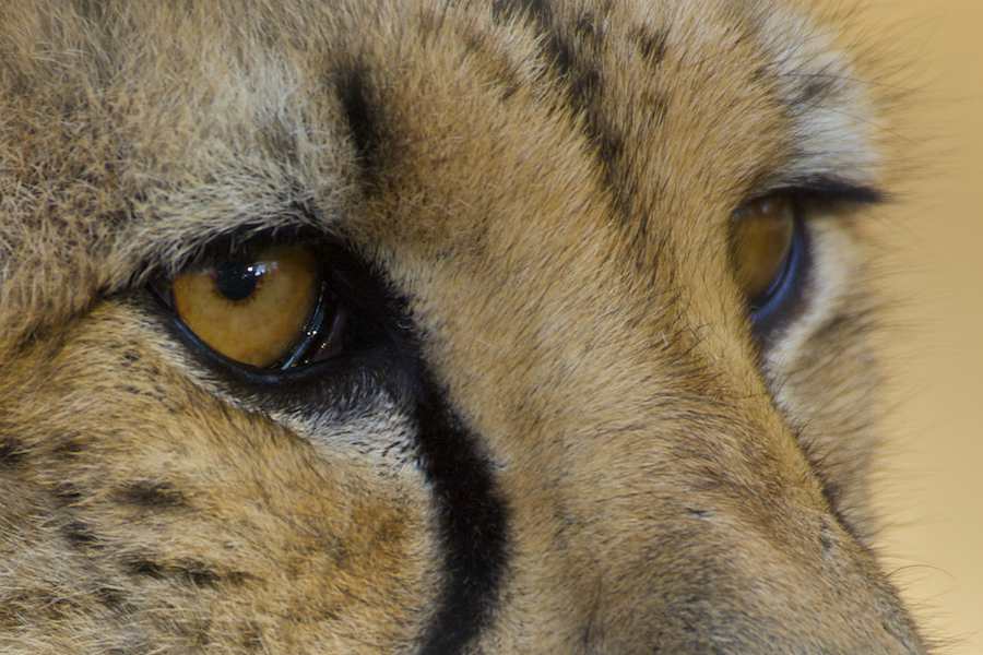 Cheetah