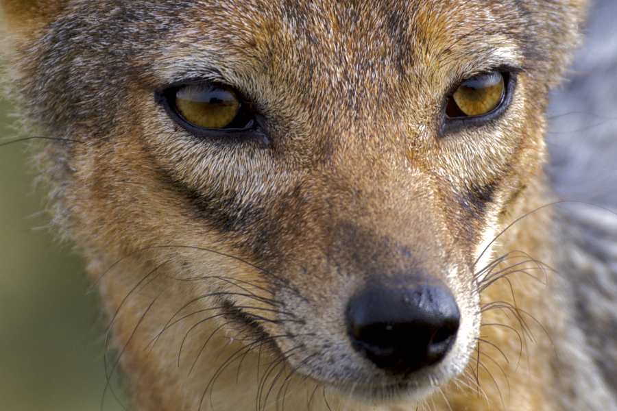 Black-Backed Jackal