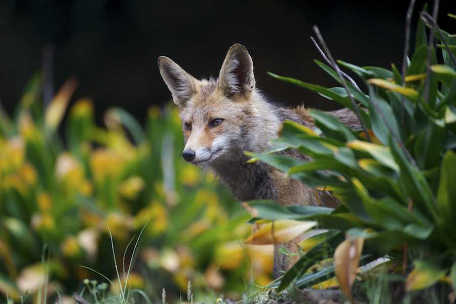 Red Fox