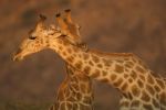 Giraffe males necking