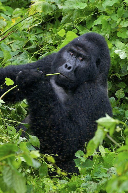 Silverback Mountain Gorilla