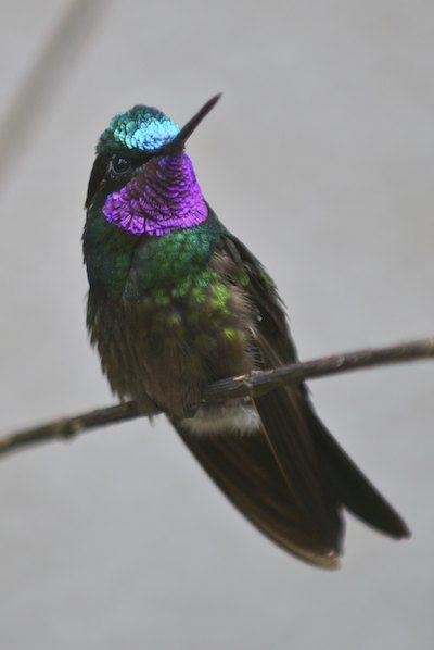 Hummingbird III