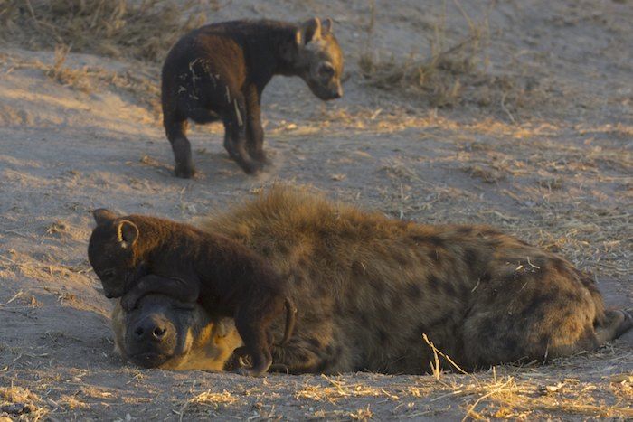 Hyena Mum