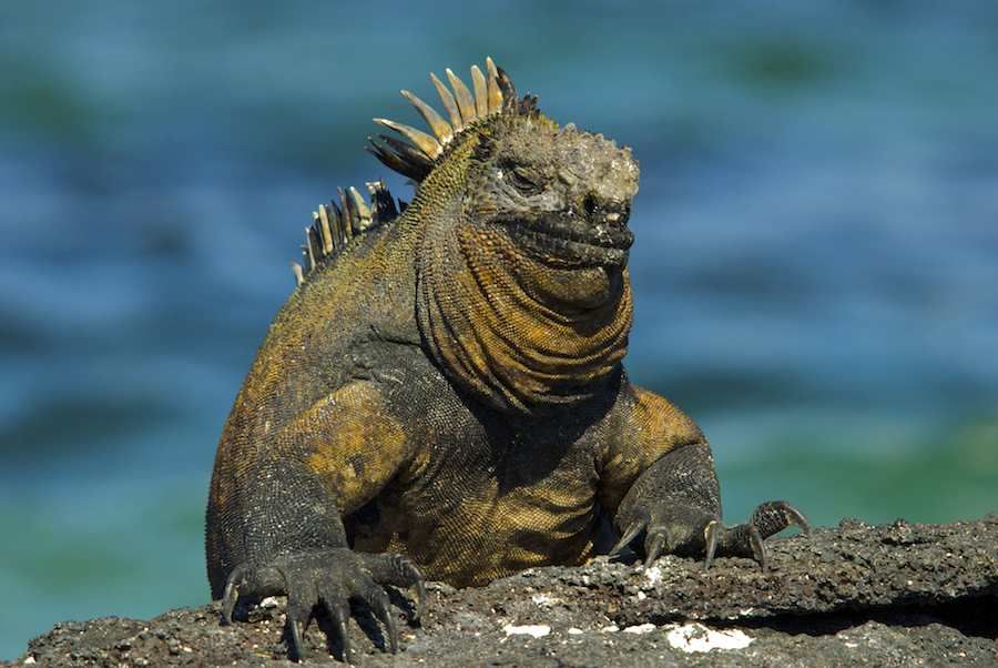 Marine Iguana