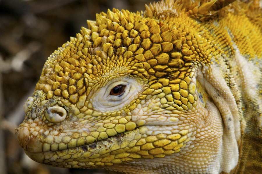 Land Iguana