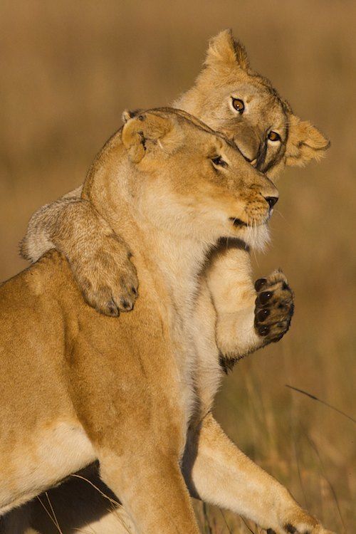Feline play time