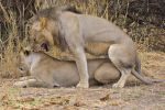 Lions mating