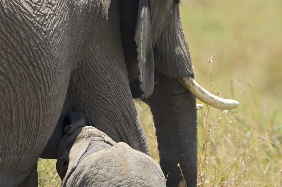 Elephant calf suckling